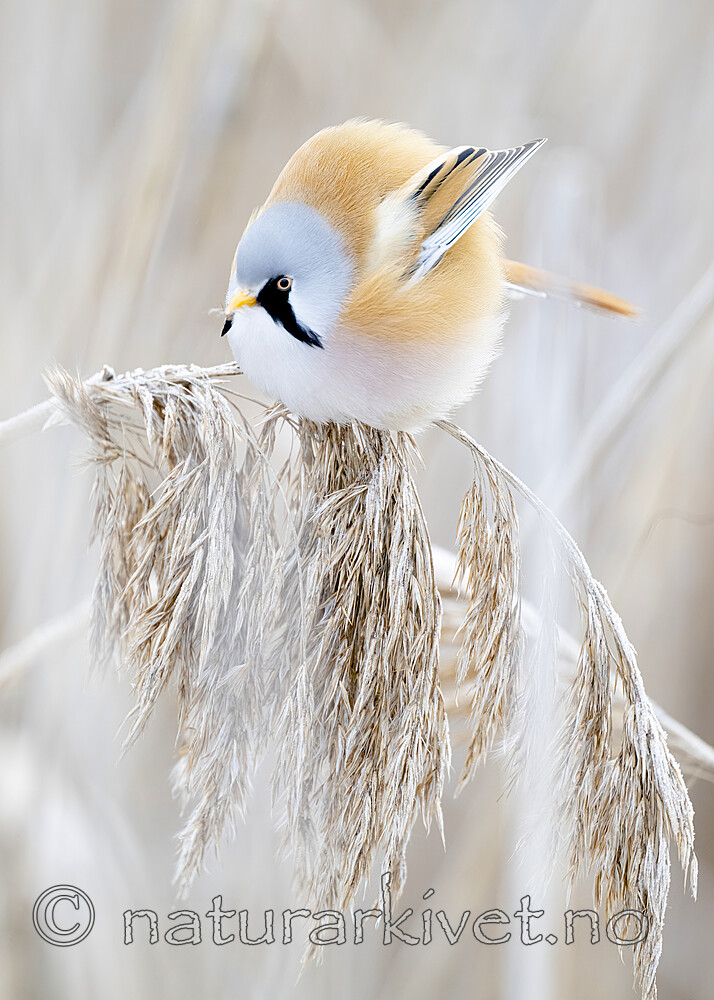 BB_20230121_3087 / Panurus biarmicus / Skjeggmeis