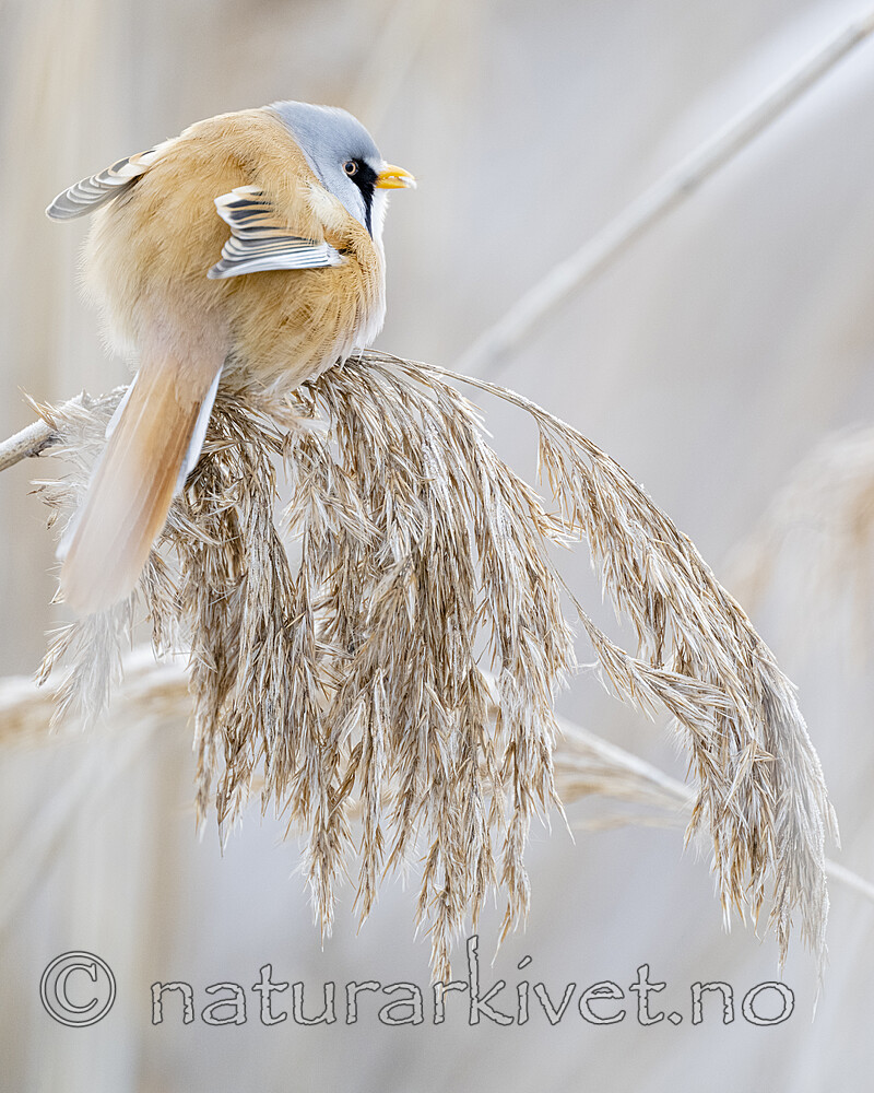 BB_20230121_3349 / Panurus biarmicus / Skjeggmeis