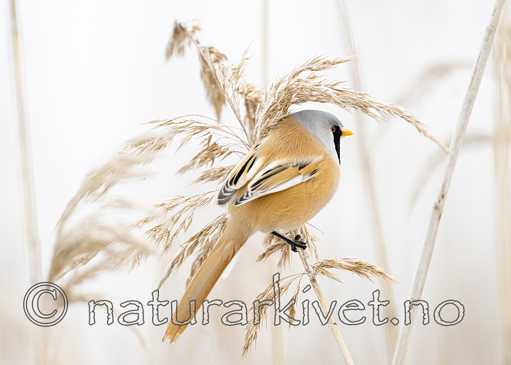 BB_20230121_3430 / Panurus biarmicus / Skjeggmeis