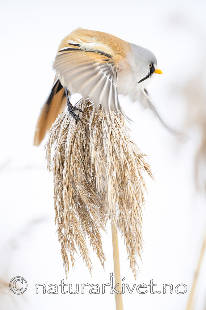 BB_20230121_3562 / Panurus biarmicus / Skjeggmeis