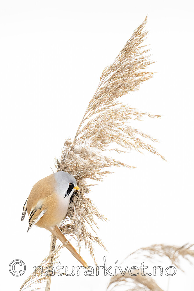 BB_20230121_3755-SharpenAI-Focus / Panurus biarmicus / Skjeggmeis