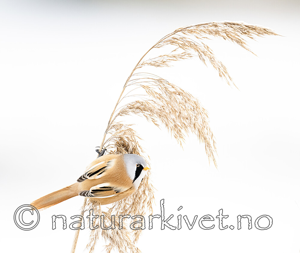 BB_20230121_3786-SharpenAI-Focus / Panurus biarmicus / Skjeggmeis