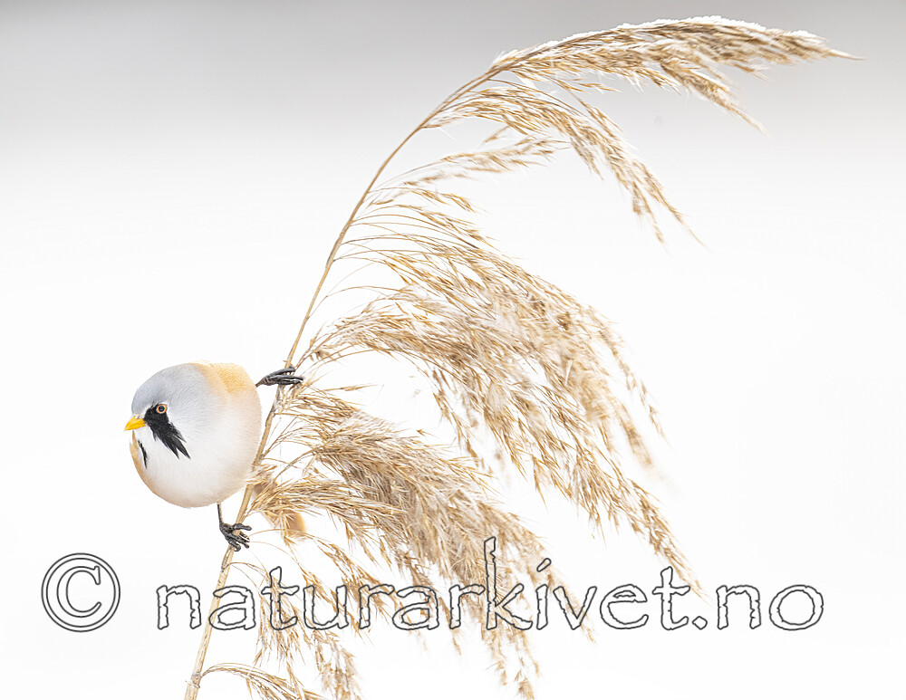 BB_20230121_3800 / Panurus biarmicus / Skjeggmeis