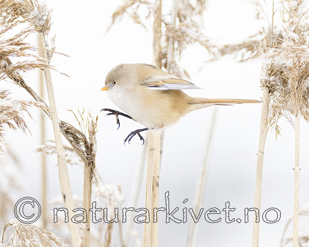 BB_20230122_0039 / Panurus biarmicus / Skjeggmeis