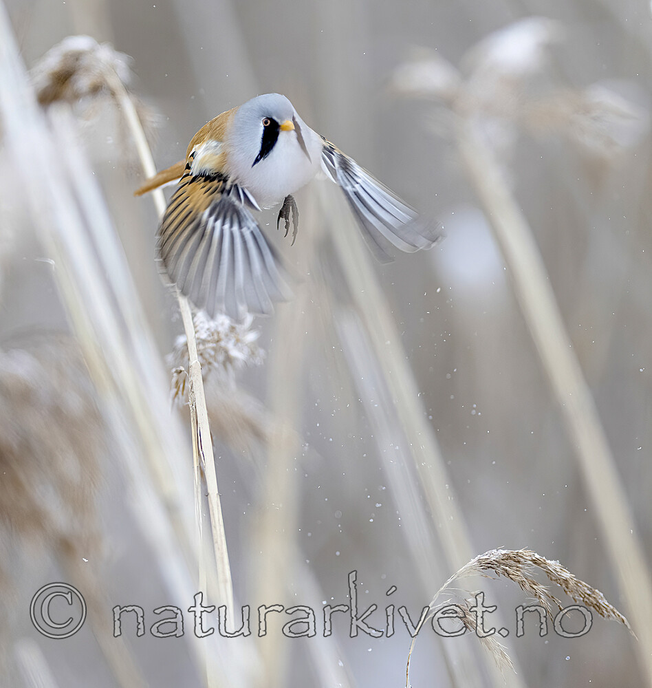 BB_20230122_0142 / Panurus biarmicus / Skjeggmeis