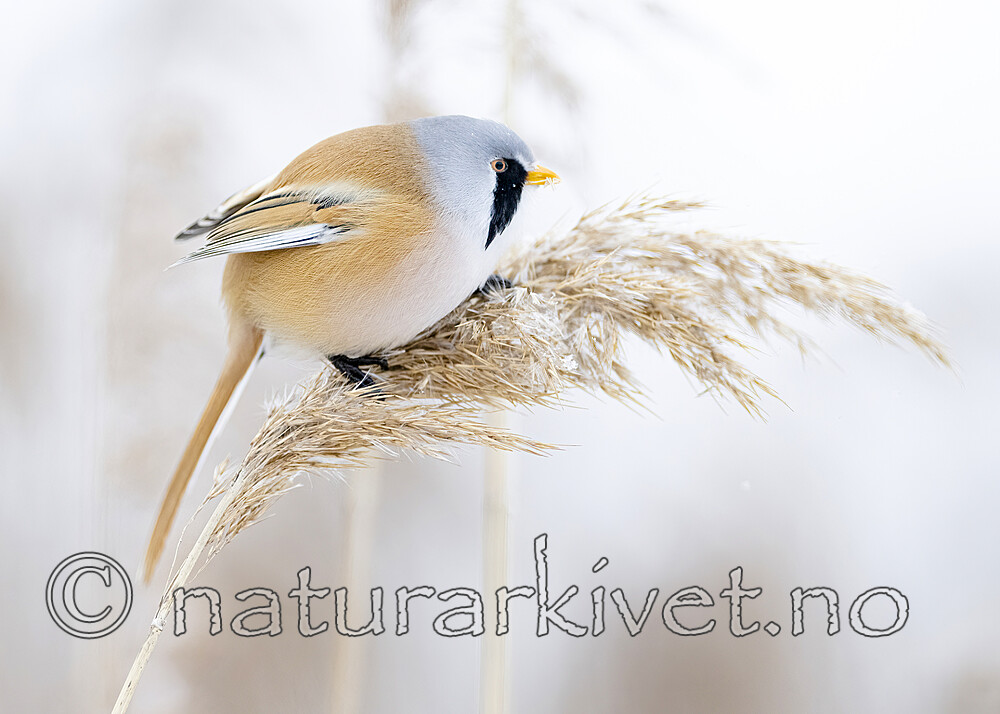 BB_20230122_0206 / Panurus biarmicus / Skjeggmeis