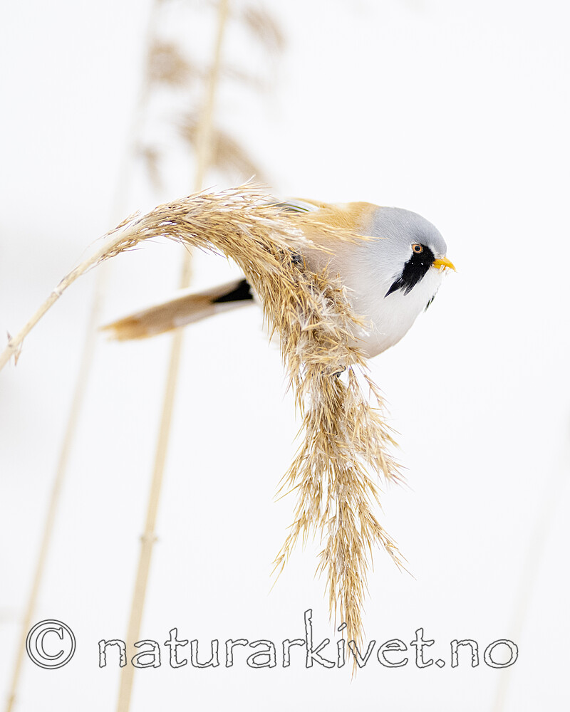 BB_20230122_0219 / Panurus biarmicus / Skjeggmeis