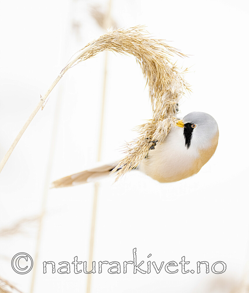 BB_20230122_0239 / Panurus biarmicus / Skjeggmeis
