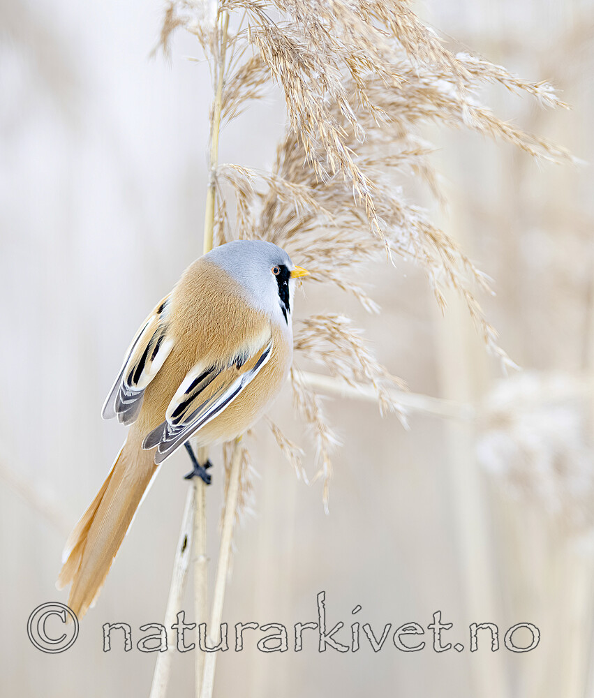 BB_20230122_0268 / Panurus biarmicus / Skjeggmeis