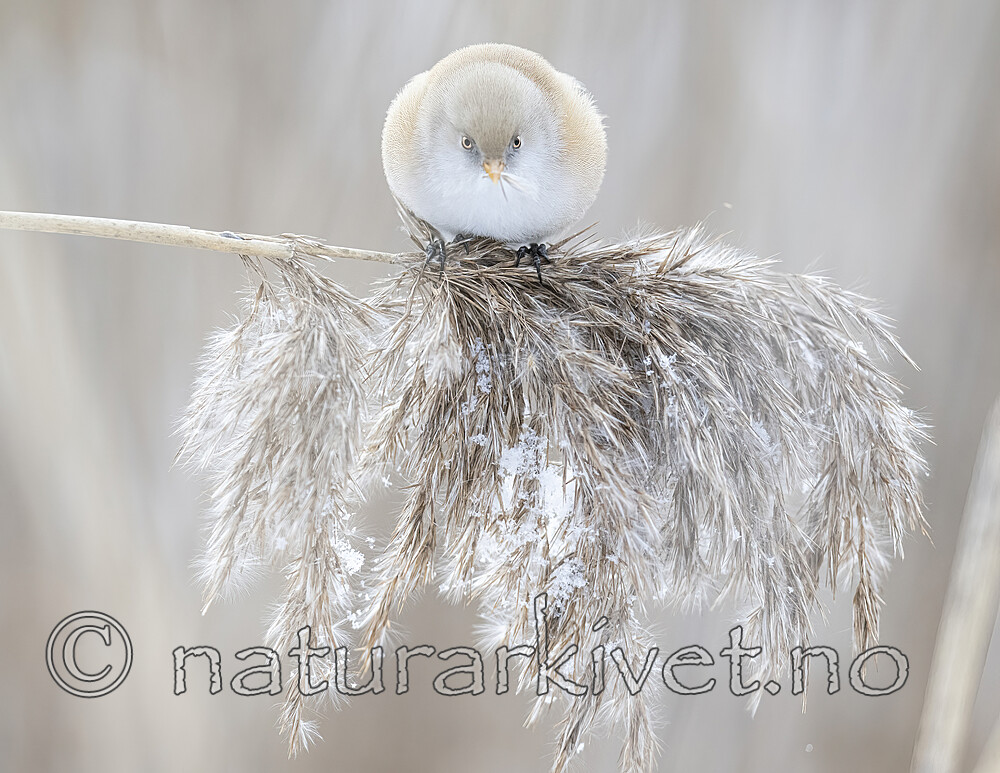 BB_20230203_0122 / Panurus biarmicus / Skjeggmeis