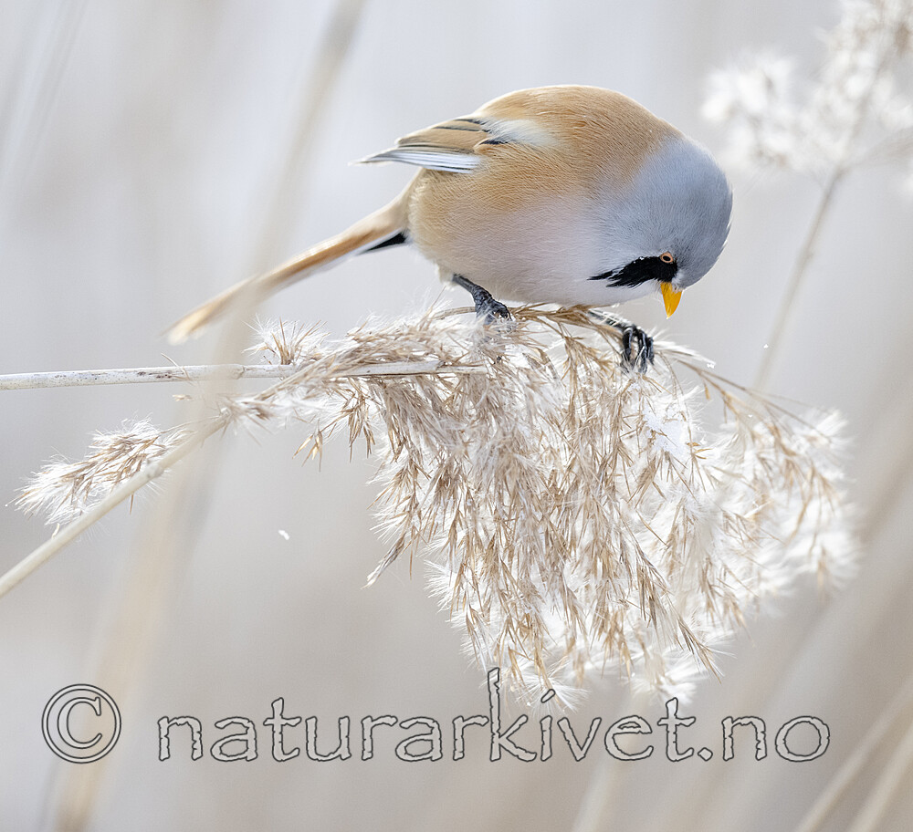 BB_20230203_0308 / Panurus biarmicus / Skjeggmeis