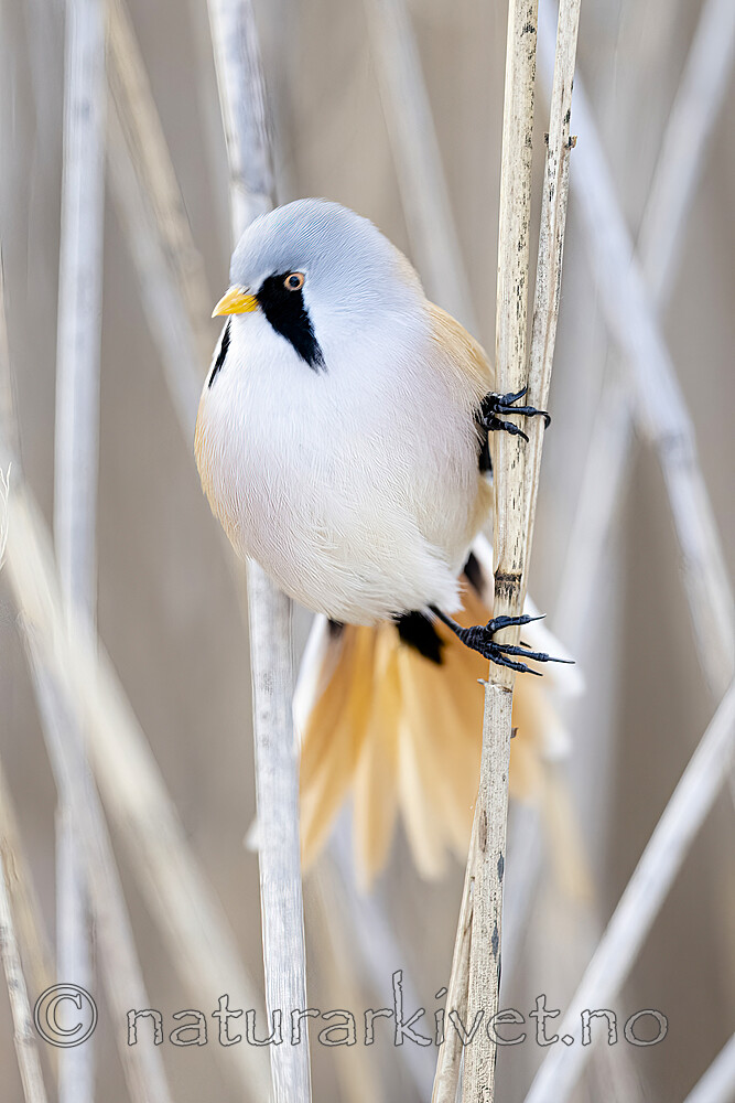 BB_20230203_0385 / Panurus biarmicus / Skjeggmeis