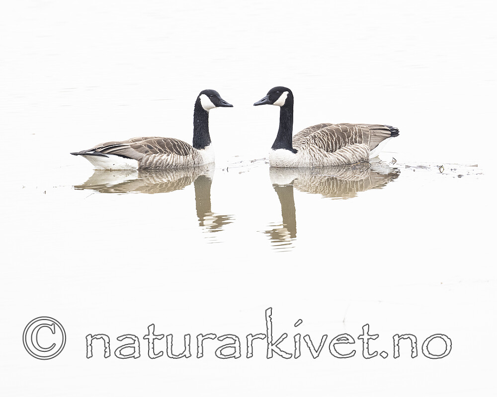 BB_20230415_0977 / Branta canadensis / Kanadagås