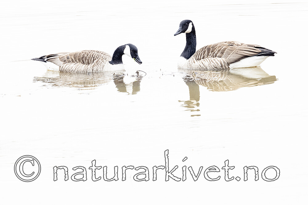 BB_20230415_1009 / Branta canadensis / Kanadagås