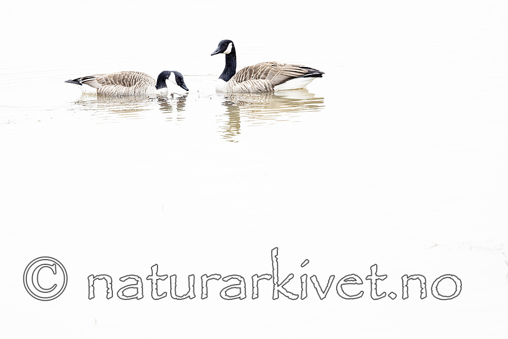 BB_20230415_1013 / Branta canadensis / Kanadagås