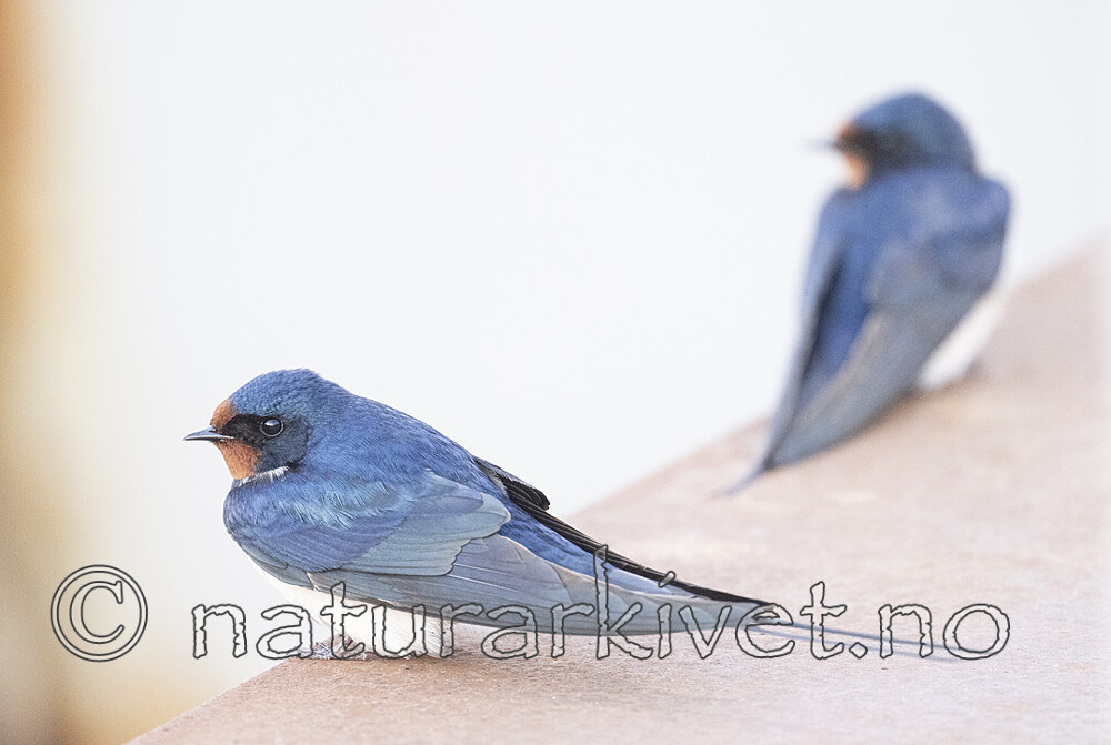 BB_20230513_0229 / Hirundo rustica / Låvesvale