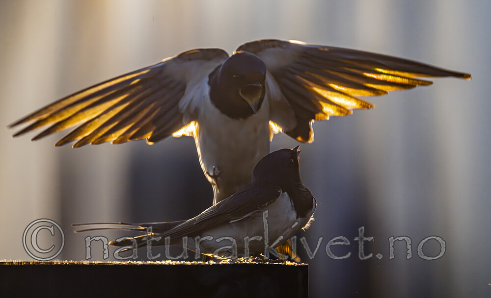 BB_20230521_0060 / Hirundo rustica / Låvesvale