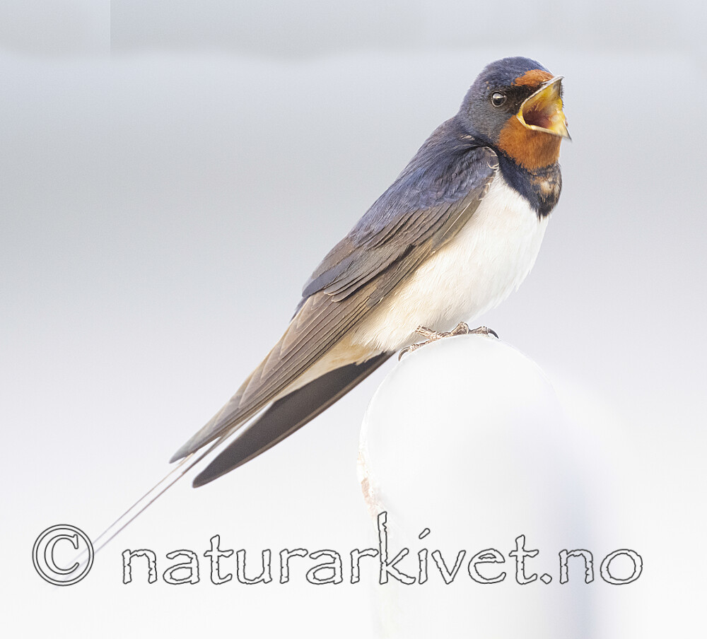 BB_20230602_0098 / Hirundo rustica / Låvesvale