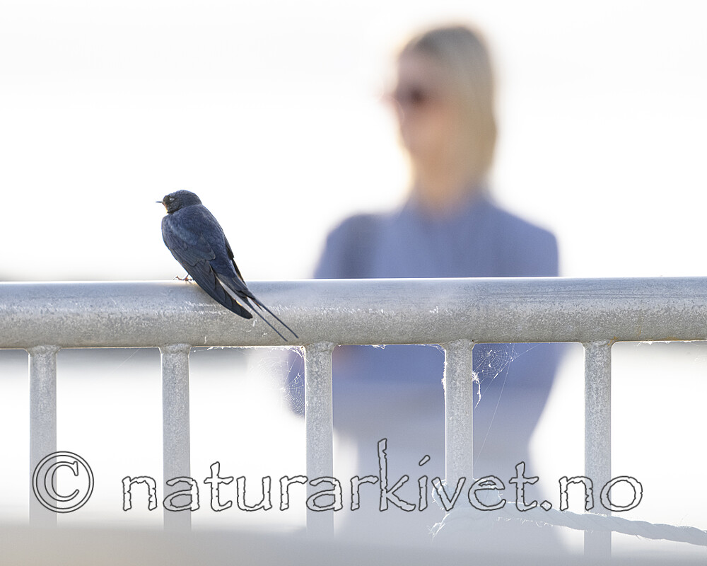 BB_20230606_0006 / Hirundo rustica / Låvesvale