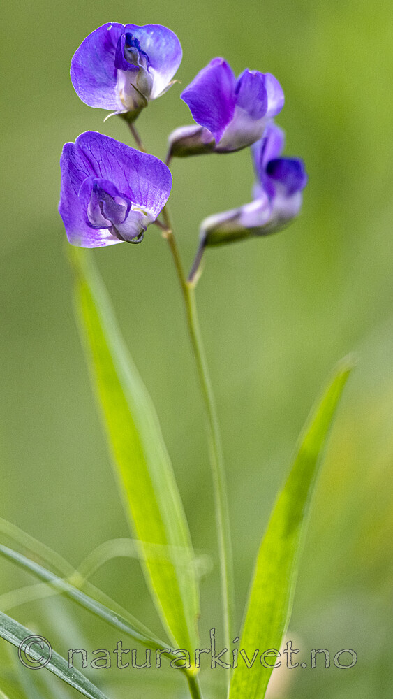 BB_20230615_0002 / Lathyrus palustris / Myrflatbelg