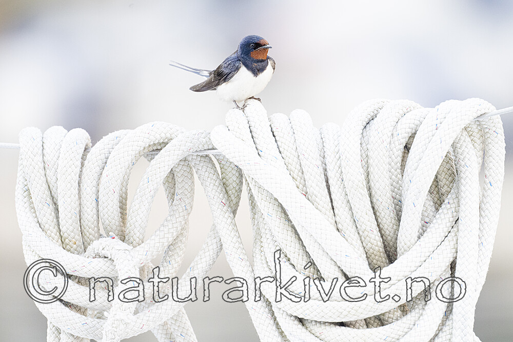 BB_20230709_0014 / Hirundo rustica / Låvesvale