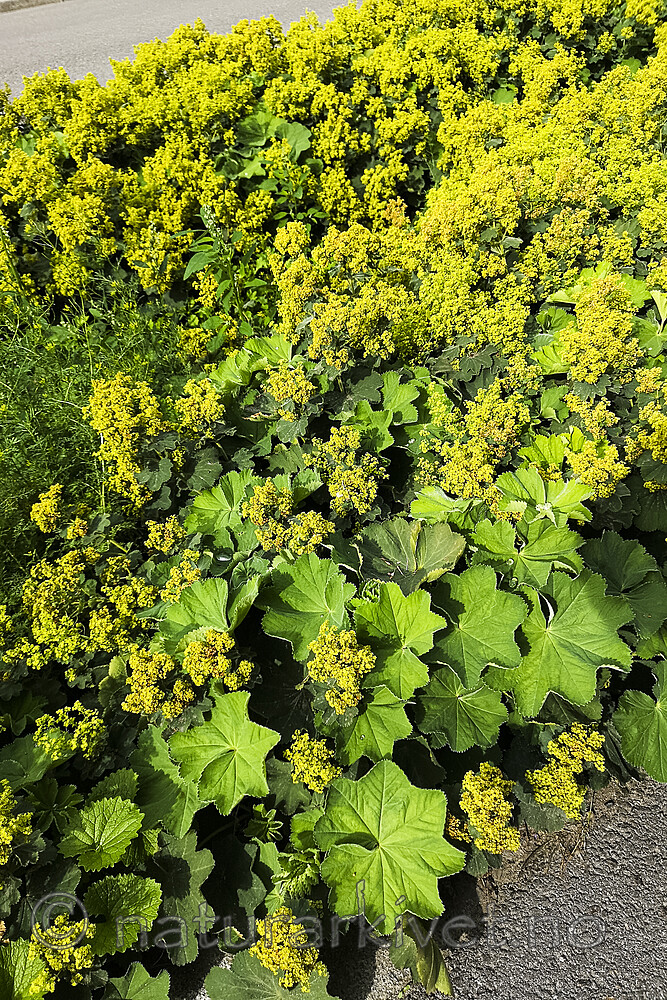 BB_20230719_0014 / Alchemilla mollis / Praktmarikåpe