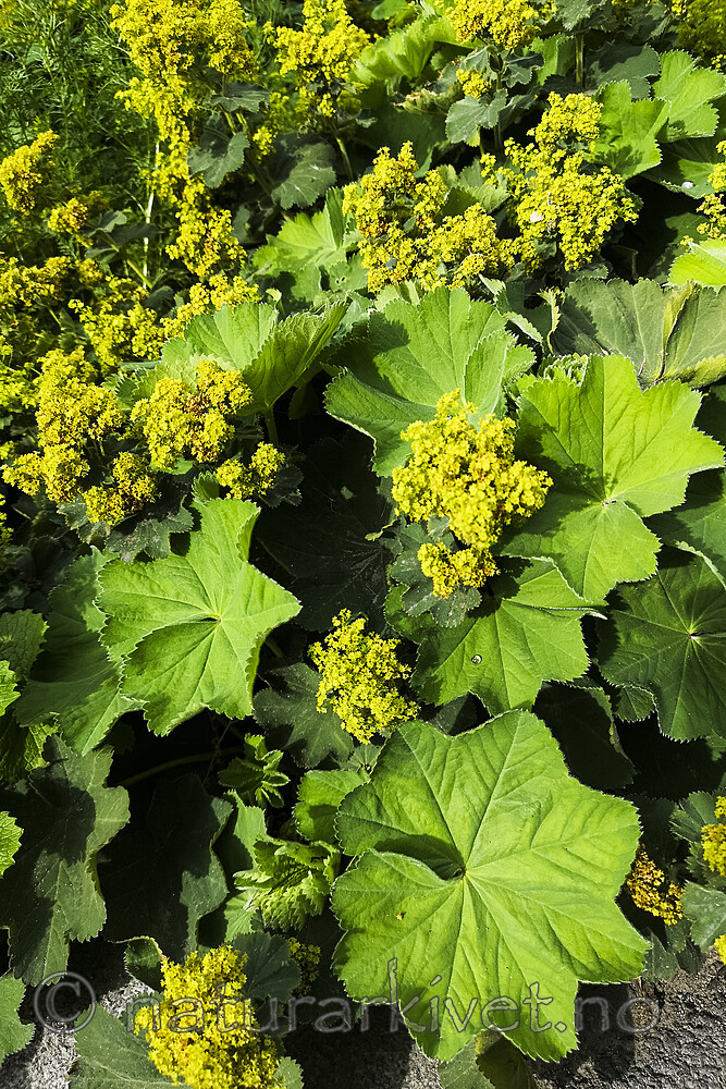BB_20230719_0015 / Alchemilla mollis / Praktmarikåpe