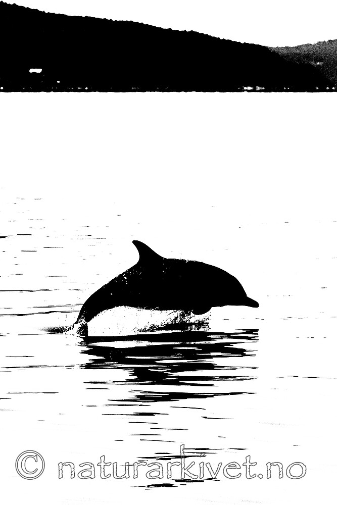 BB_20230723_0268 / Delphinus delphis / Gulflankedelfin