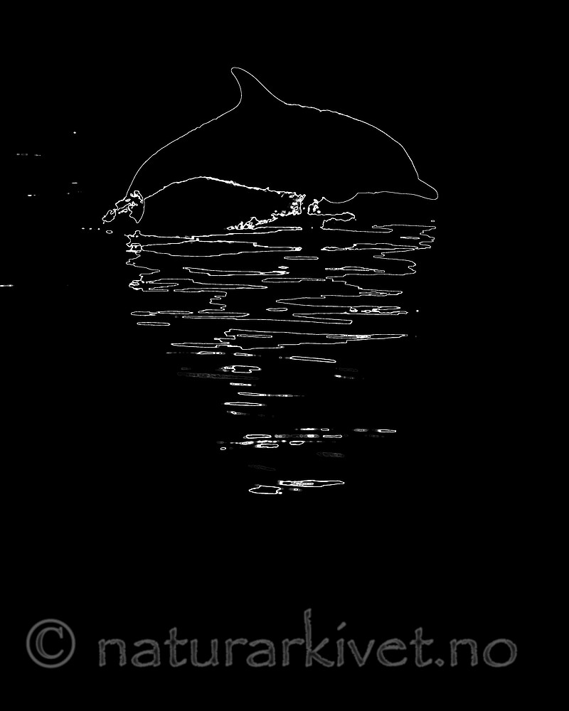 BB_20230723_0269-Rediger / Delphinus delphis / Gulflankedelfin