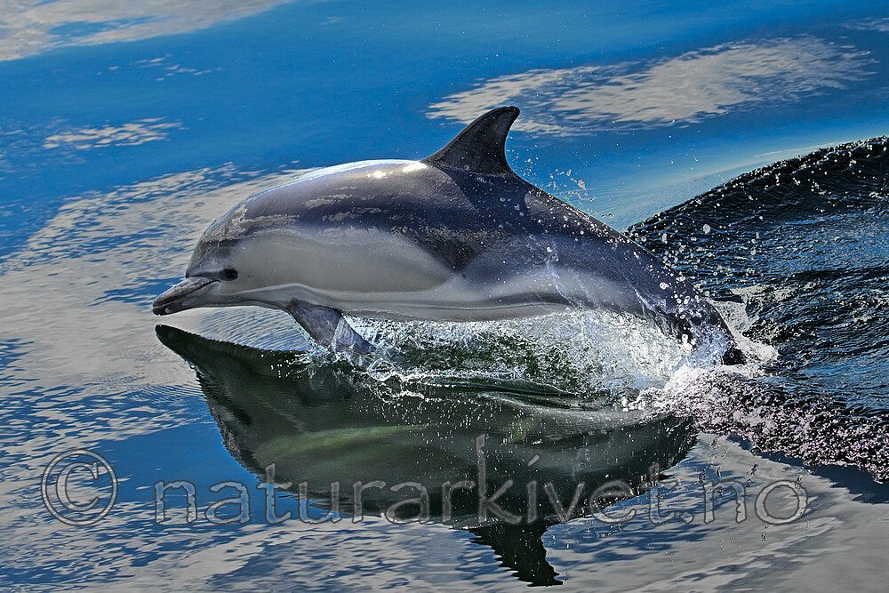 BB_20230723_0891 / Delphinus delphis / Gulflankedelfin