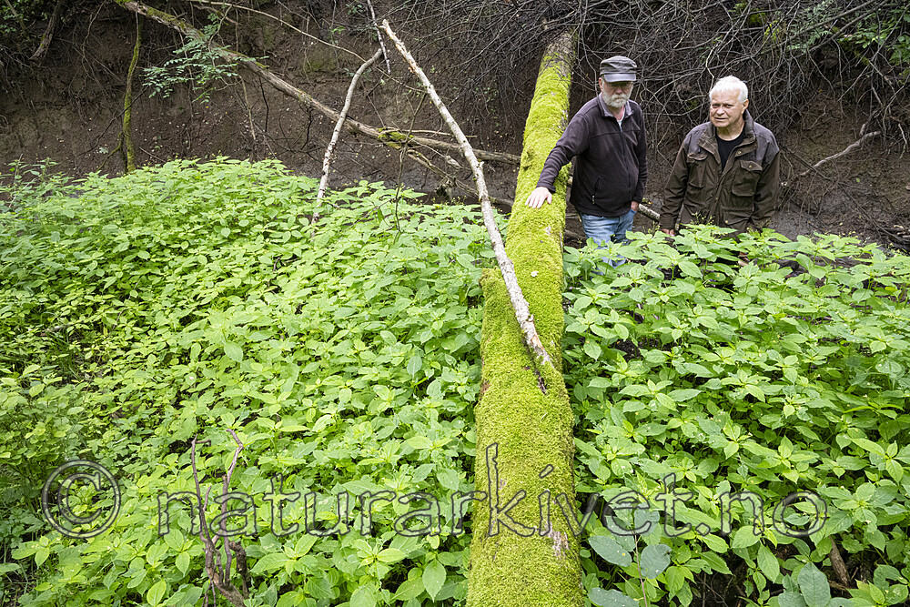 BB_20230724_0010 / Impatiens parviflora / Mongolspringfrø