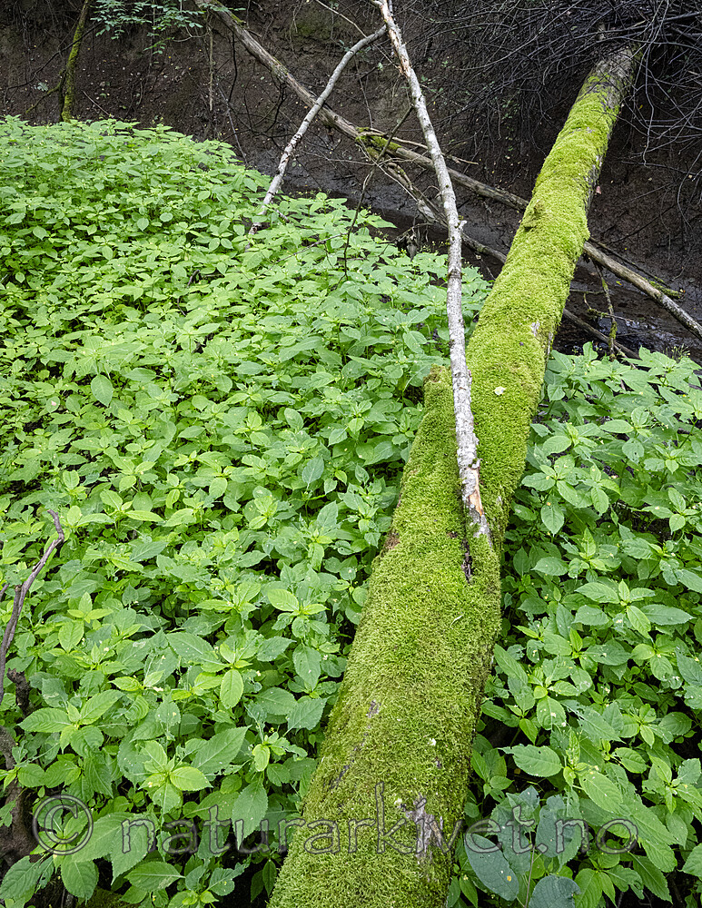 BB_20230724_0013 / Impatiens parviflora / Mongolspringfrø
