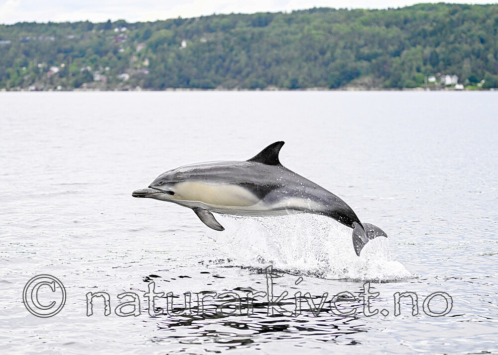 BB_20230806_0560 / Delphinus delphis / Gulflankedelfin