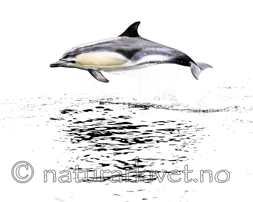 BB_20230806_0561 / Delphinus delphis / Gulflankedelfin