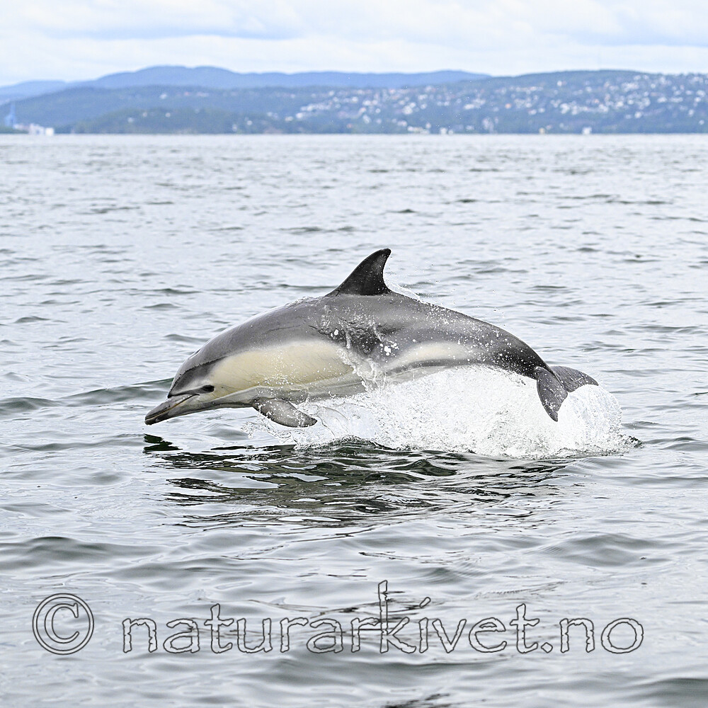 BB_20230806_1149 / Delphinus delphis / Gulflankedelfin