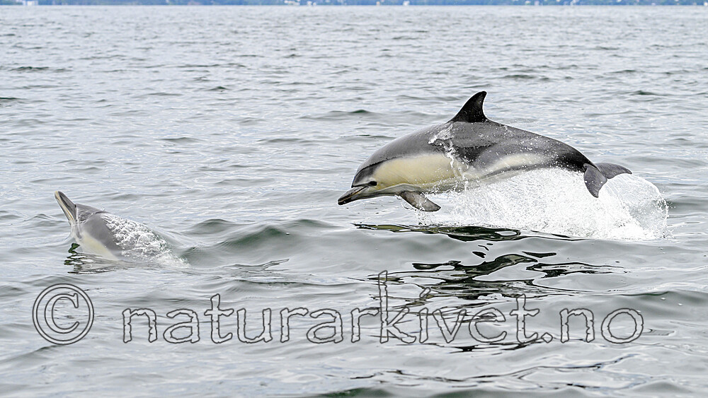 BB_20230806_1318 / Delphinus delphis / Gulflankedelfin