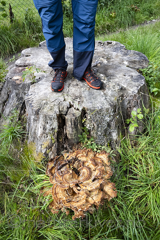 BB_20230818_0033 / Meripilus giganteus / Storkjuke