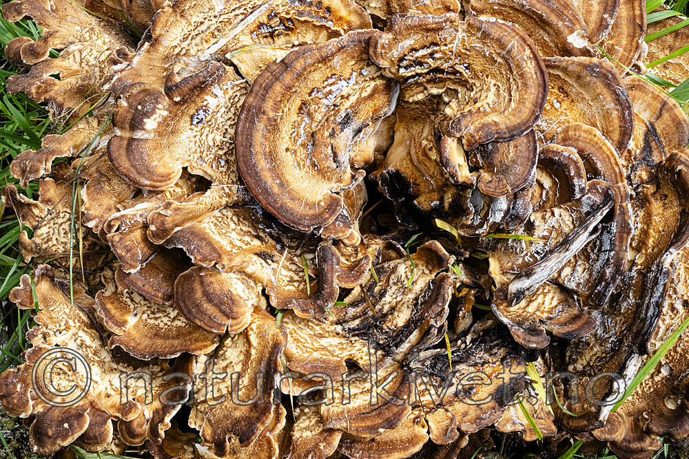 BB_20230818_0038 / Meripilus giganteus / Storkjuke