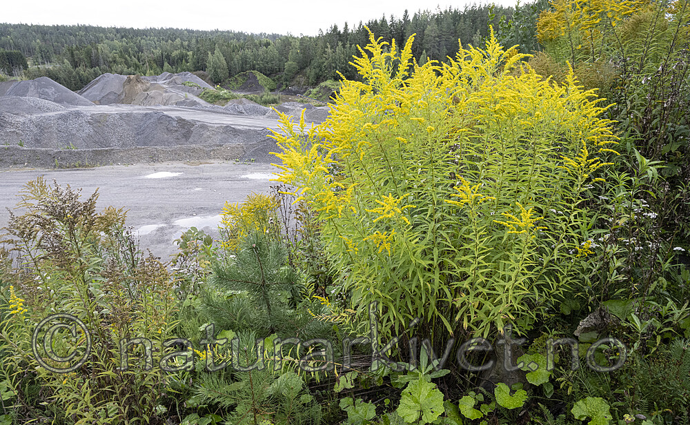 BB_20230827_0737 / Solidago canadensis / Kanadagullris