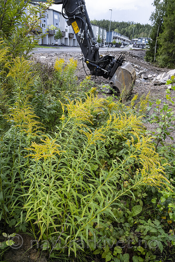 BB_20230827_0770 / Solidago canadensis / Kanadagullris