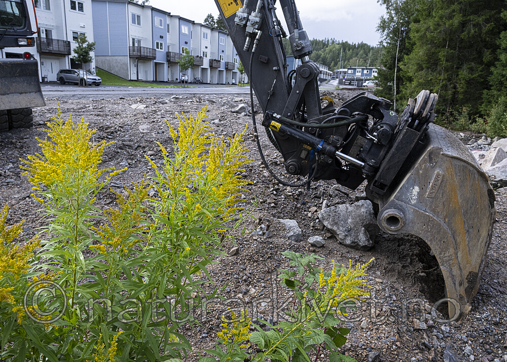 BB_20230827_0777 / Solidago canadensis / Kanadagullris