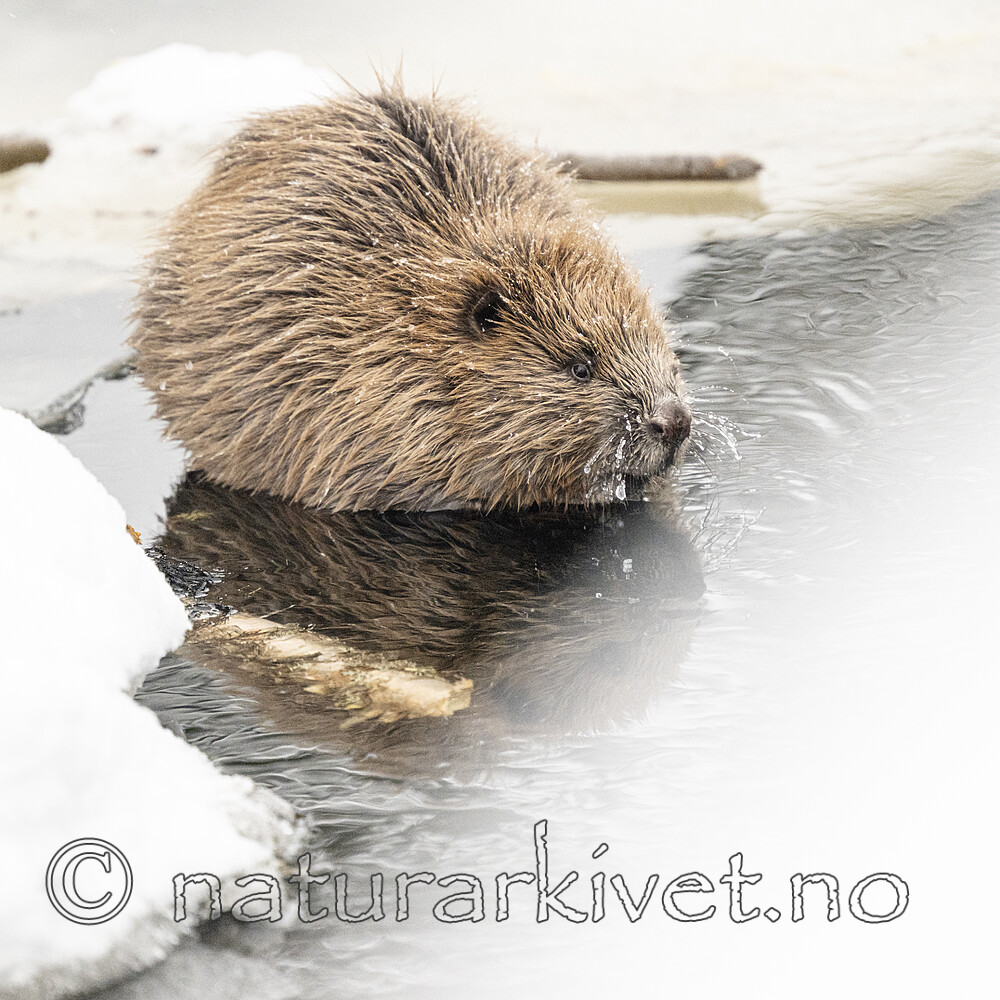 BB_20240220_0040 / Castor fiber / Bever
