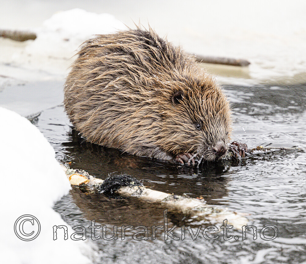 BB_20240220_0054 / Castor fiber / Bever