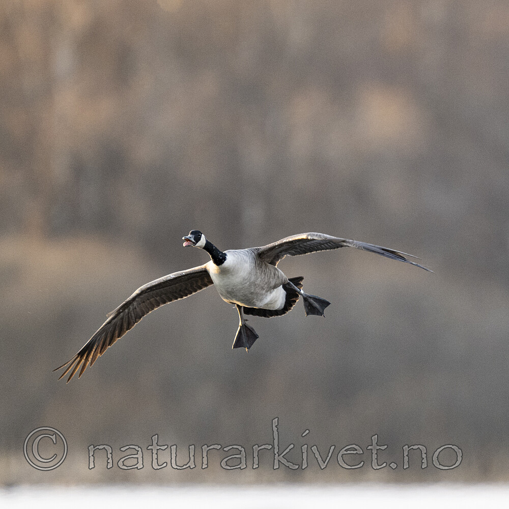 BB_20240322_0270 / Branta canadensis / Kanadagås