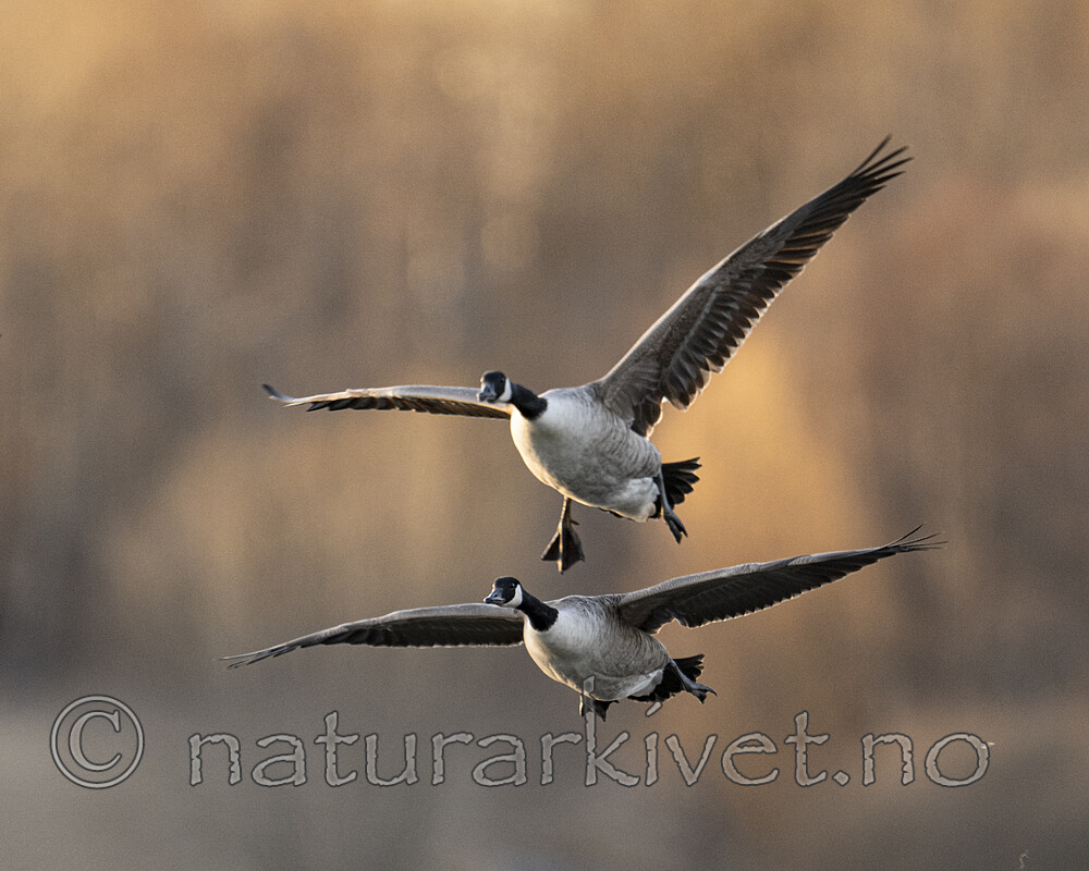 BB_20240322_0272 / Branta canadensis / Kanadagås
