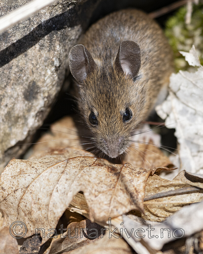 BB_20240422_0112 / Apodemus sylvaticus / Småskogmus