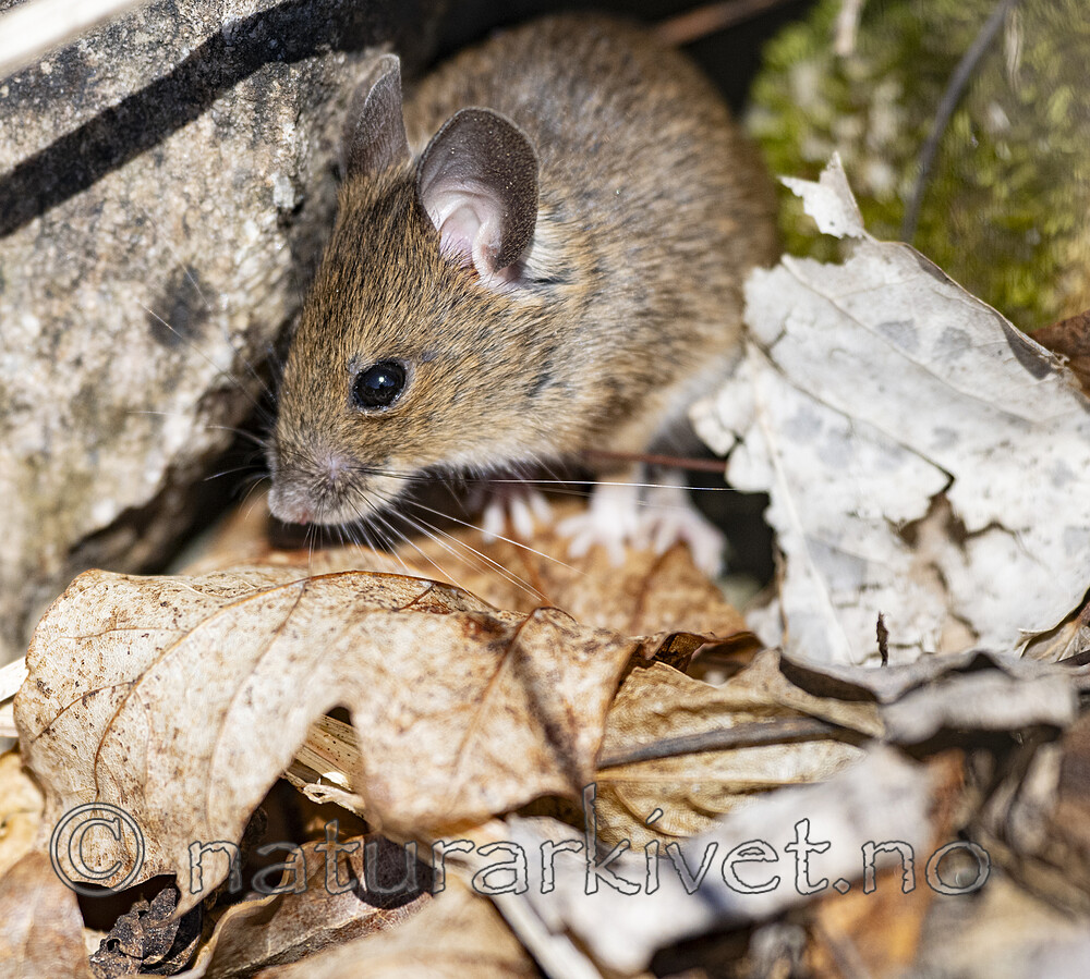 BB_20240422_0115 / Apodemus sylvaticus / Småskogmus