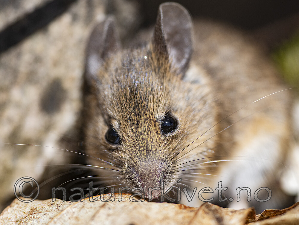 BB_20240422_0124 / Apodemus sylvaticus / Småskogmus