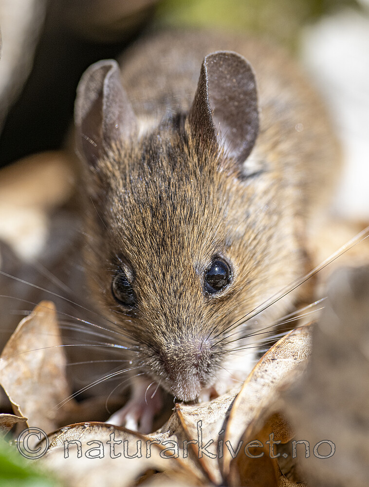 BB_20240422_0132 / Apodemus sylvaticus / Småskogmus