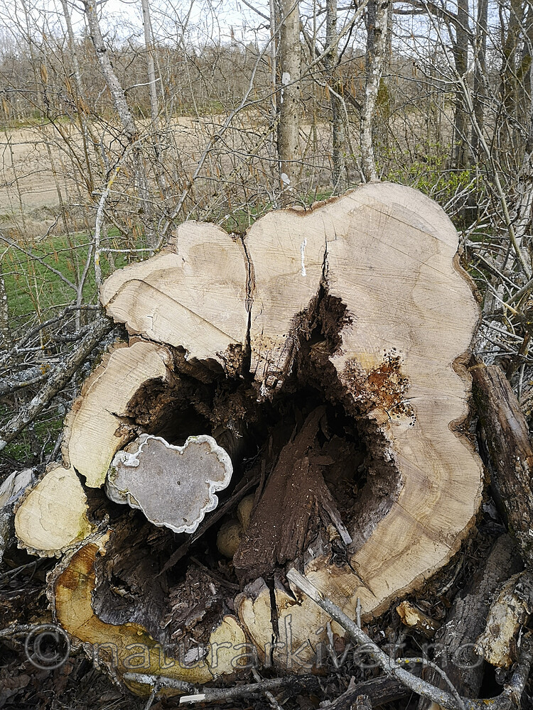 BB_20240423_0046 / Quercus robur / Sommereik